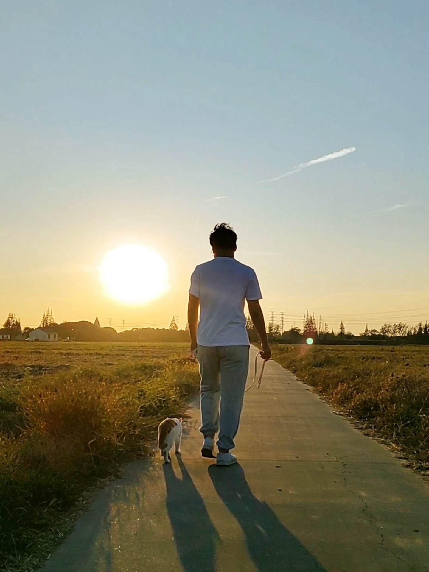 带宠物一起去旅行