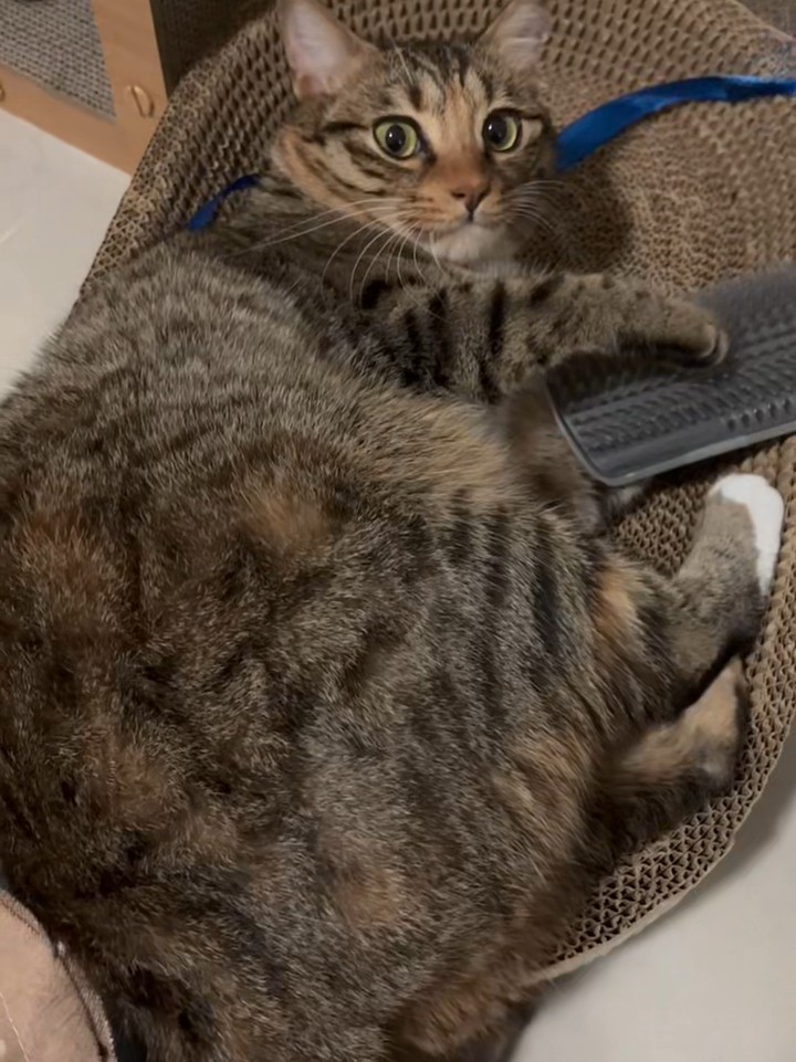 小猫咪不好意思了29