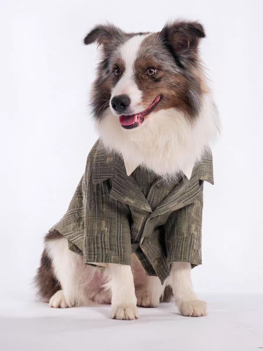 温州养宠人｜补货全到速来