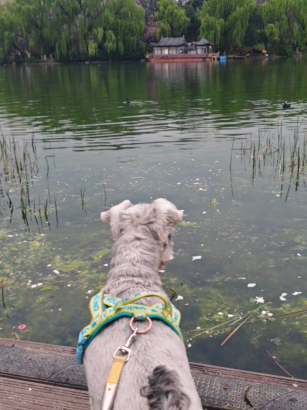 小狗看见水里的小鸭子哼哼唧唧哼哼唧唧