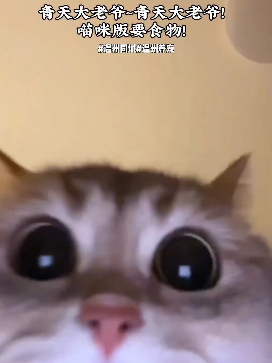 温州养宠人！这家店正品猫粮补货必逛