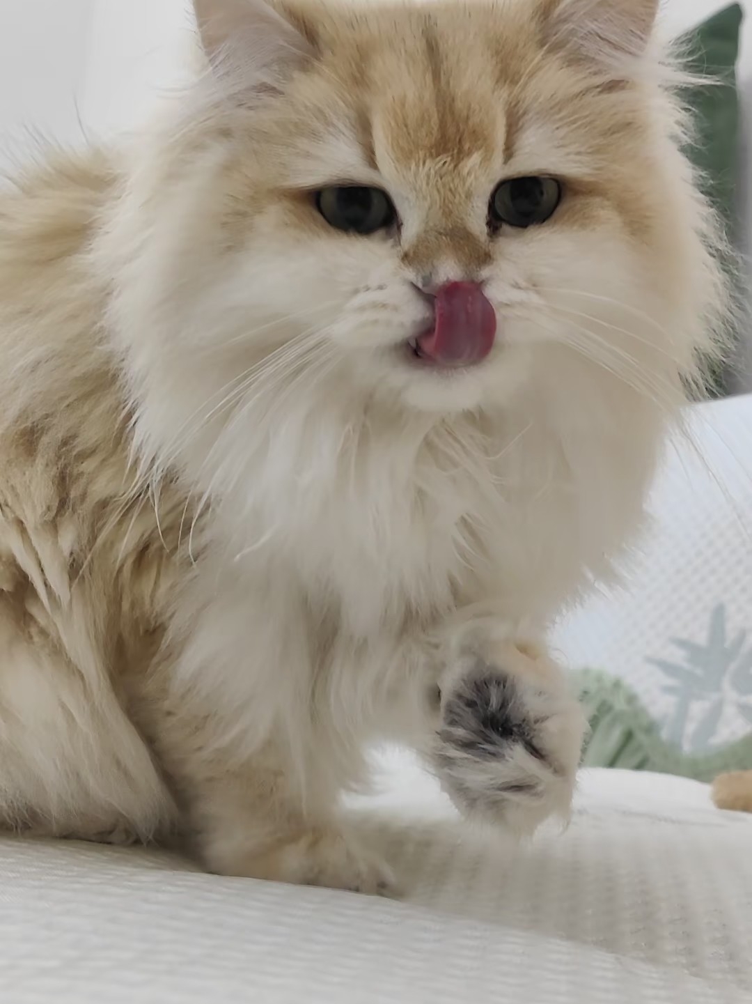 补卡1刚吃饱哦！