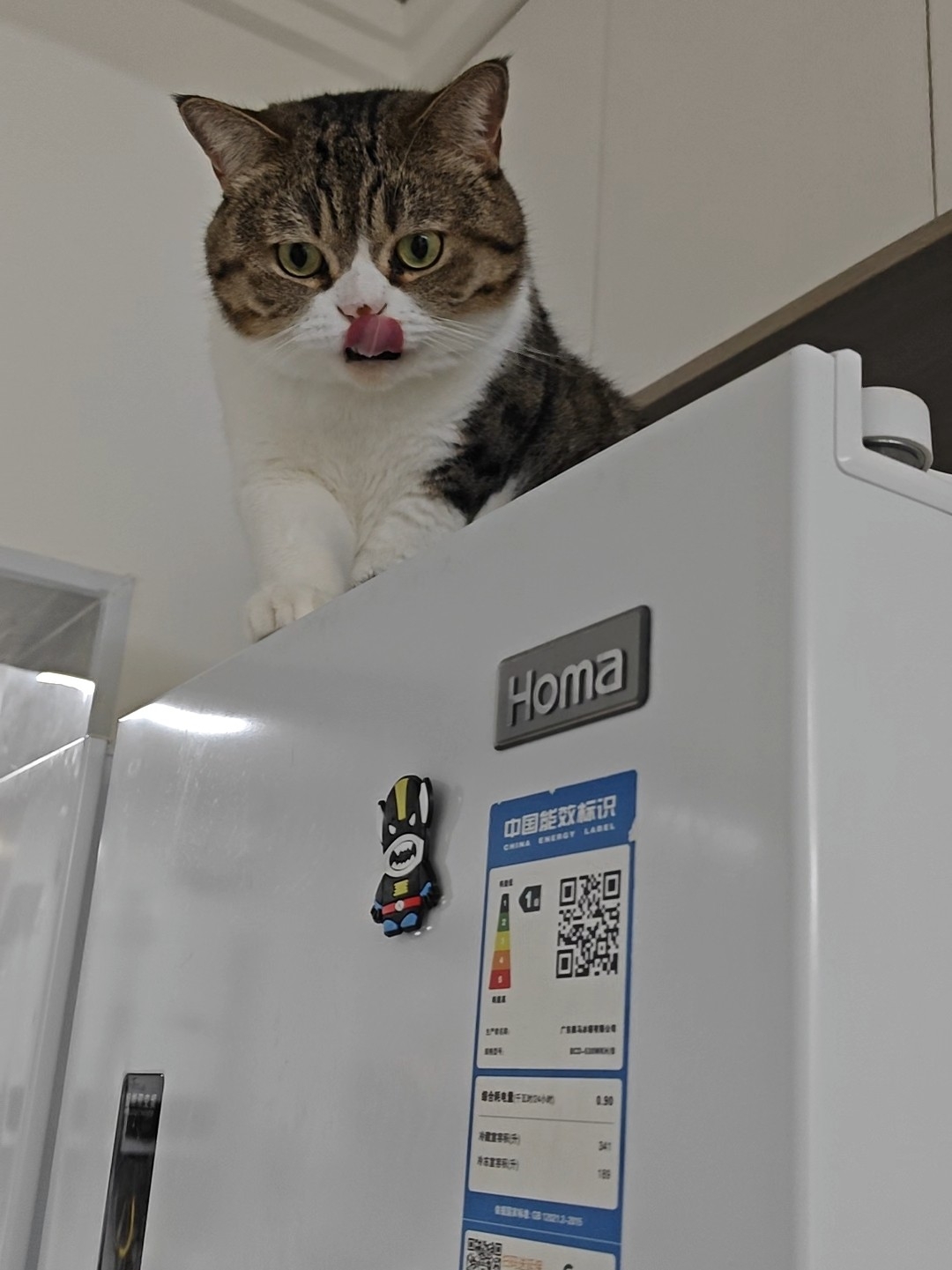 补卡2冰箱顶他的爱