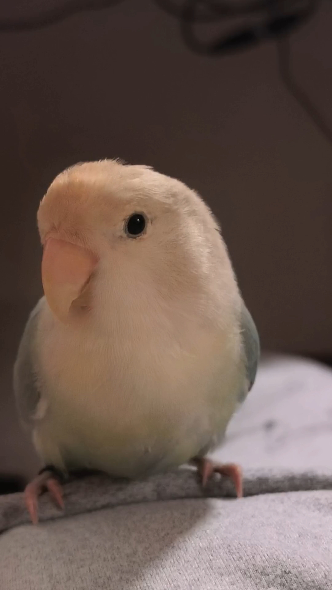 向全世界炫耀我的小鸡宝宝