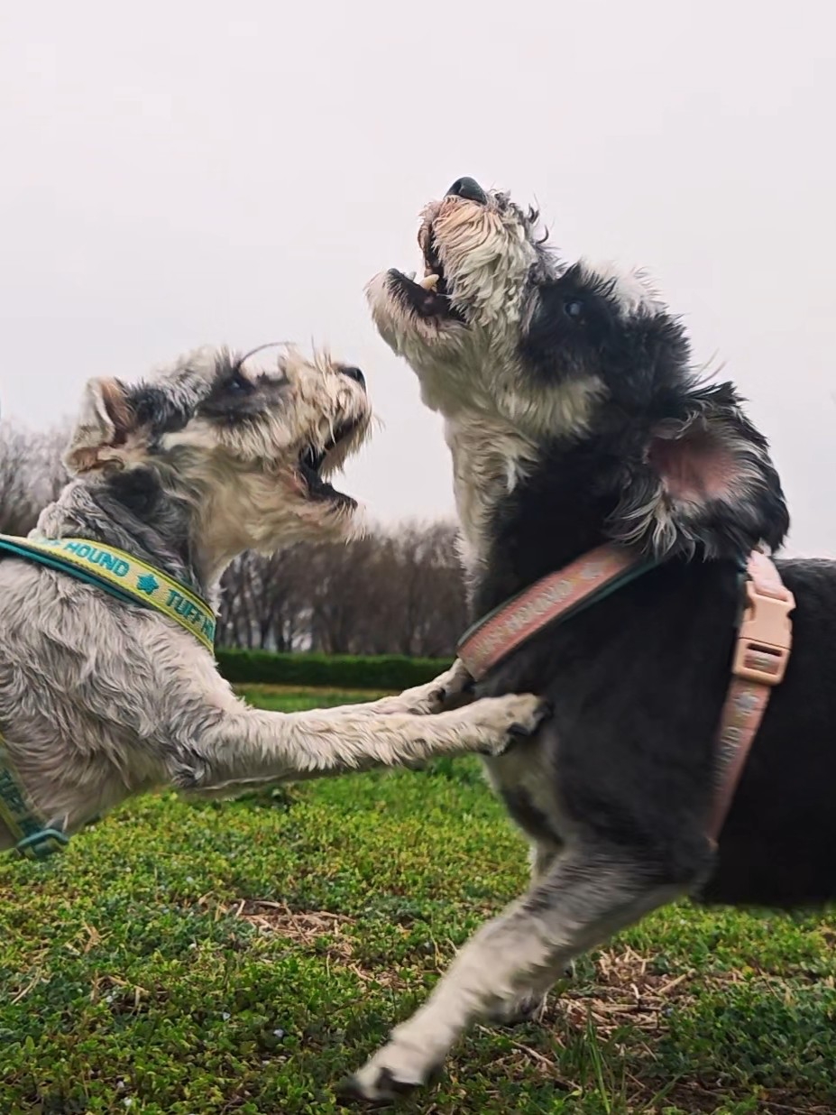 it's生机，it's活力