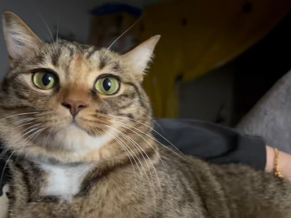 傲娇的大脸盘子1