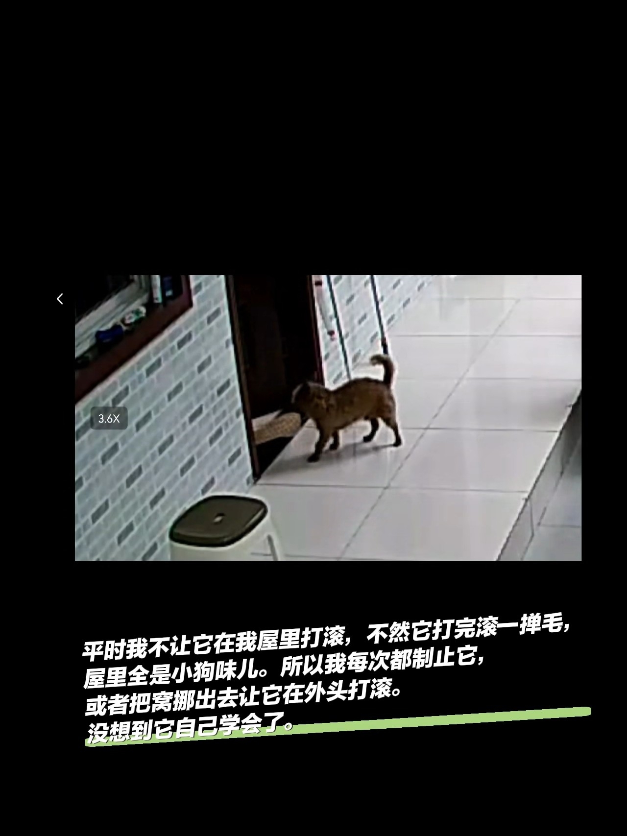 小狗懂事的让人想哭～