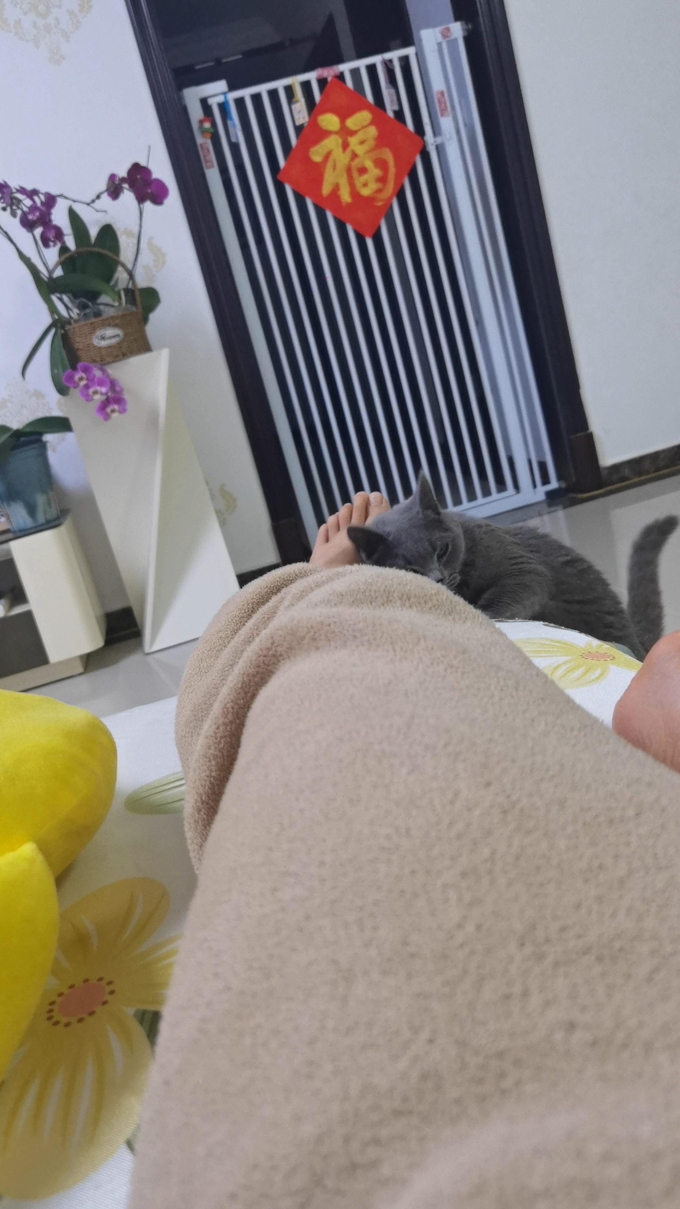 你的世界很大，毛孩子的世界很小，小到抱着你的脚就能玩一整天。 虽然有点痒痒的、刺刺的，但这大概就是她表达“超爱你”的方式吧。💤