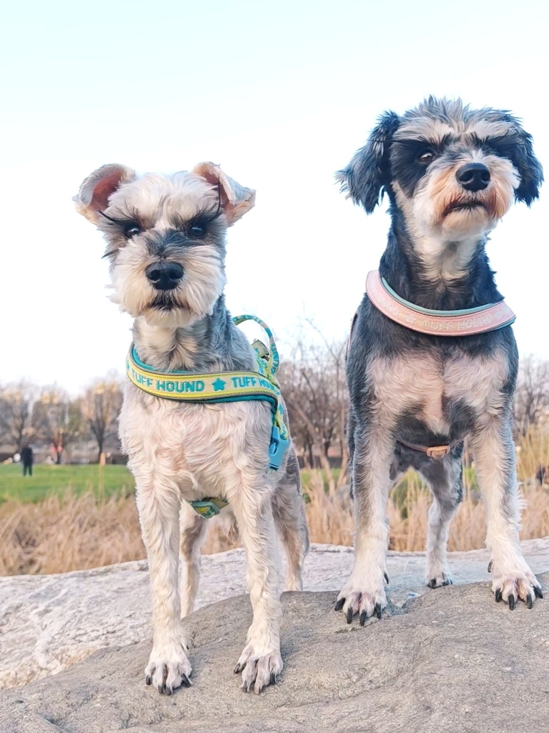 我们一起旺呀旺，旺呀旺～