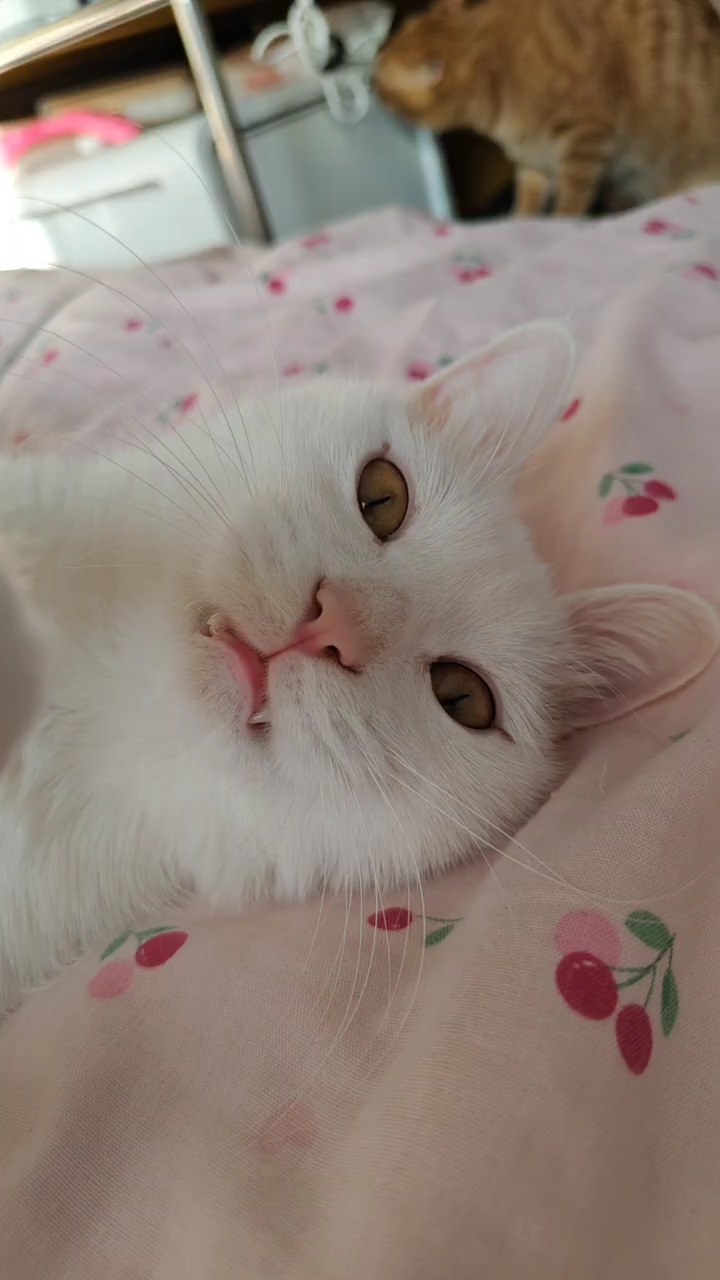 背后有一只猥琐鱼