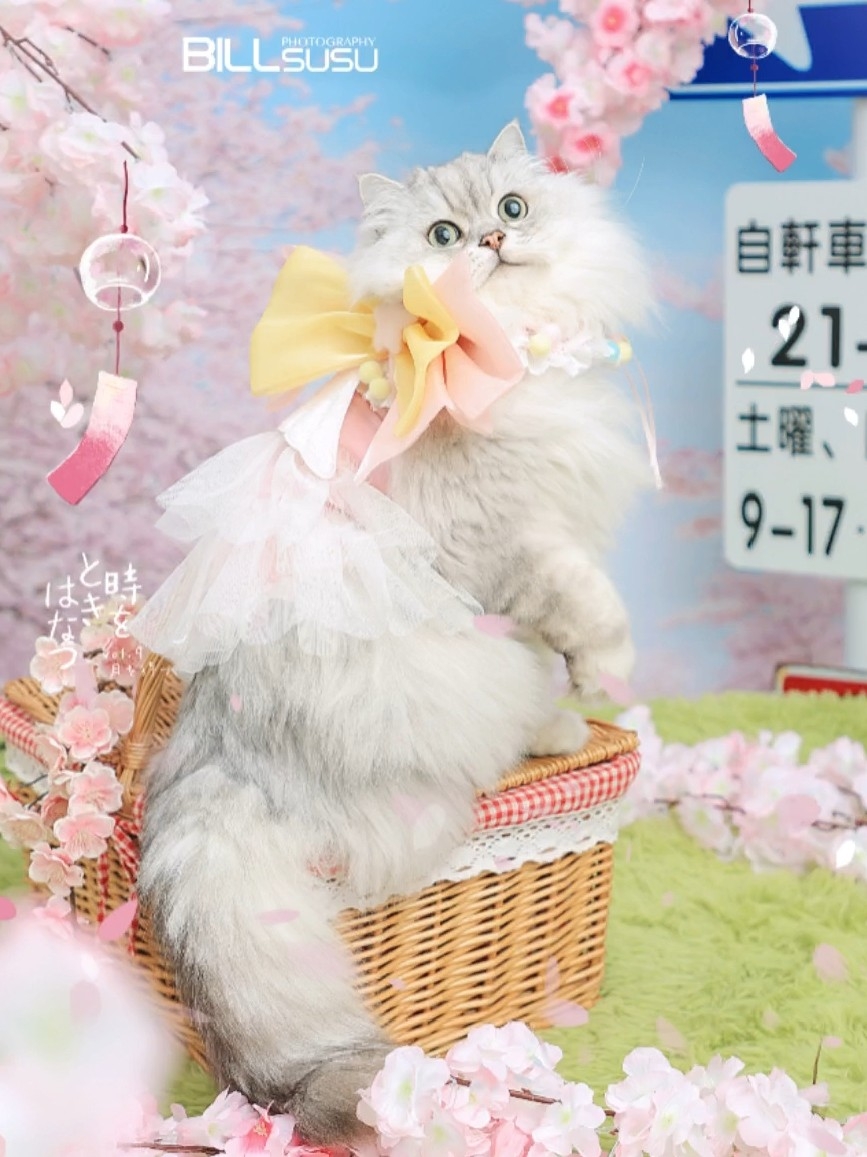 樱花季来啦～SAKURA写真你家咪拍了吗嘛😘