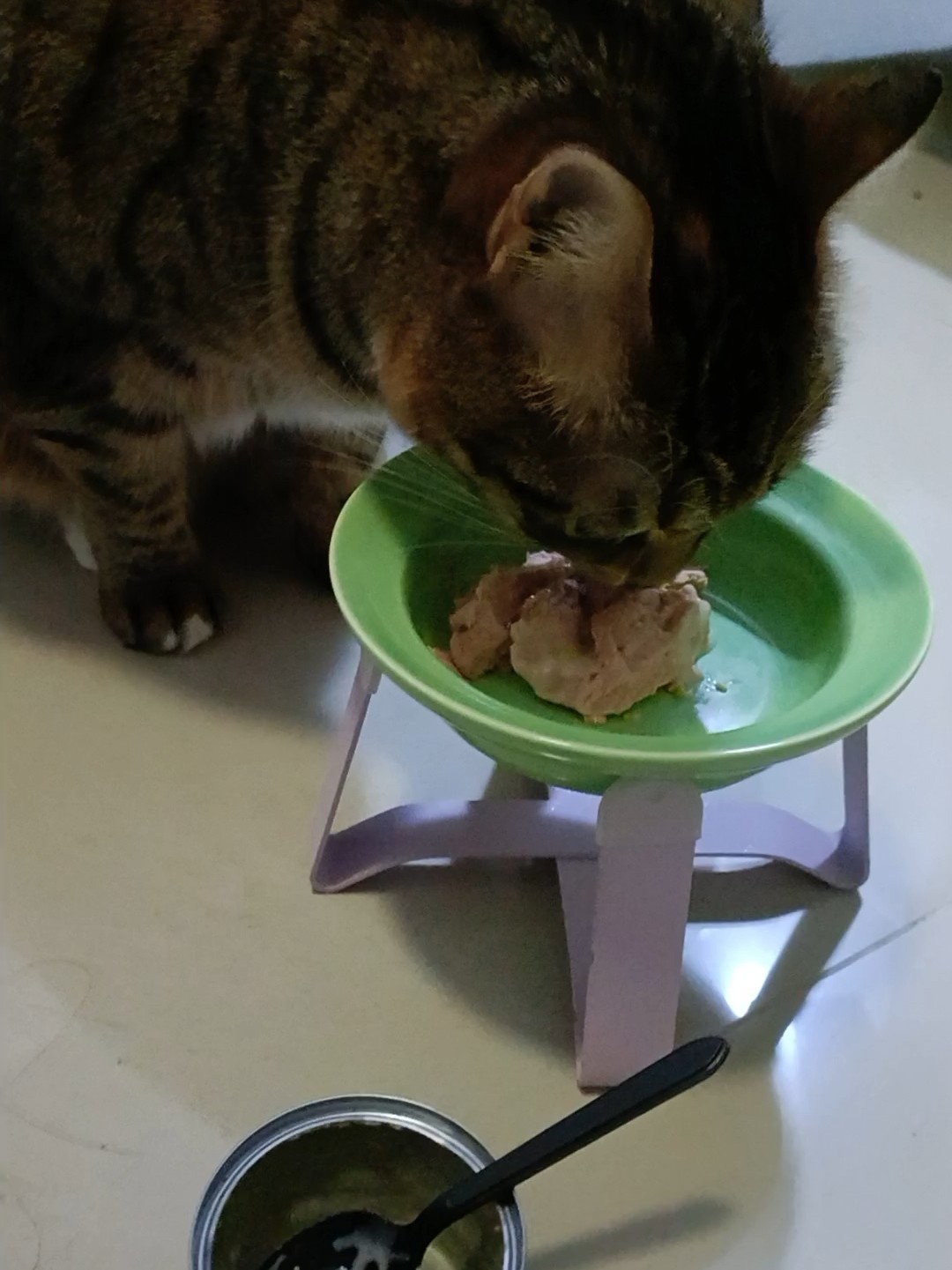 好乖的小猫咪呀3