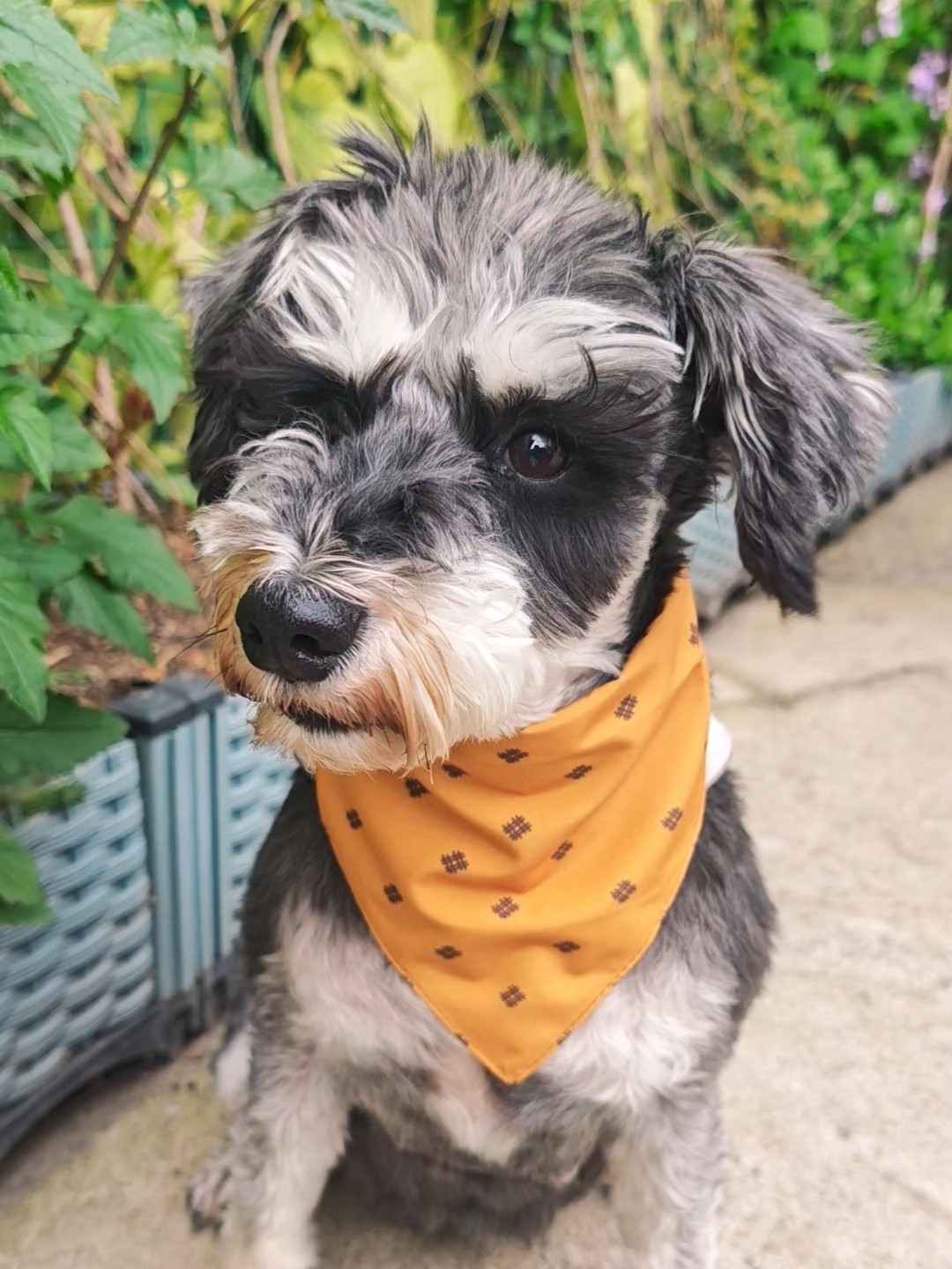 雪纳瑞的姜黄色口水巾，颜值在线但有小bug✨