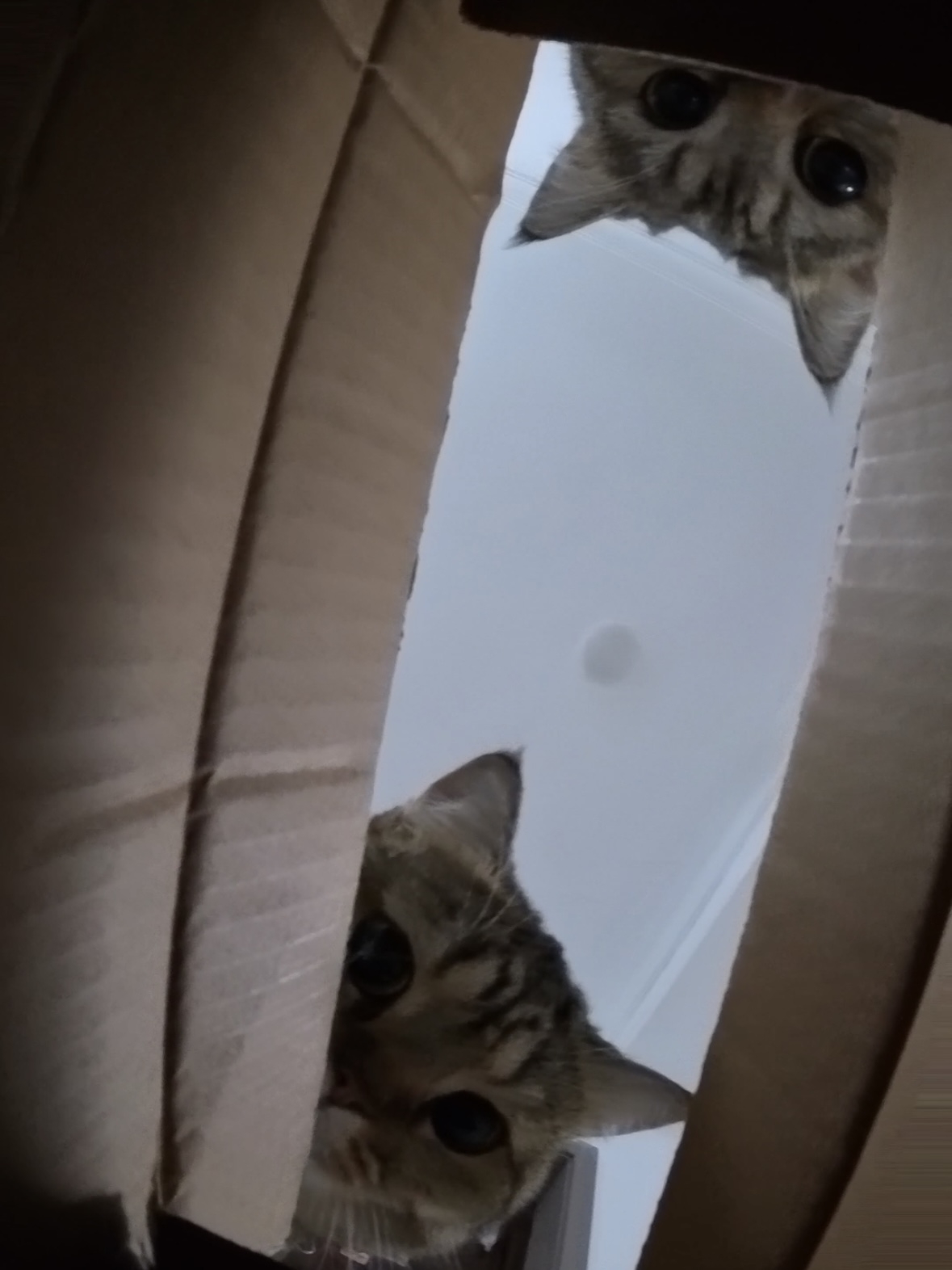 人宠共居｜猫咪今天驱虫了嘛？