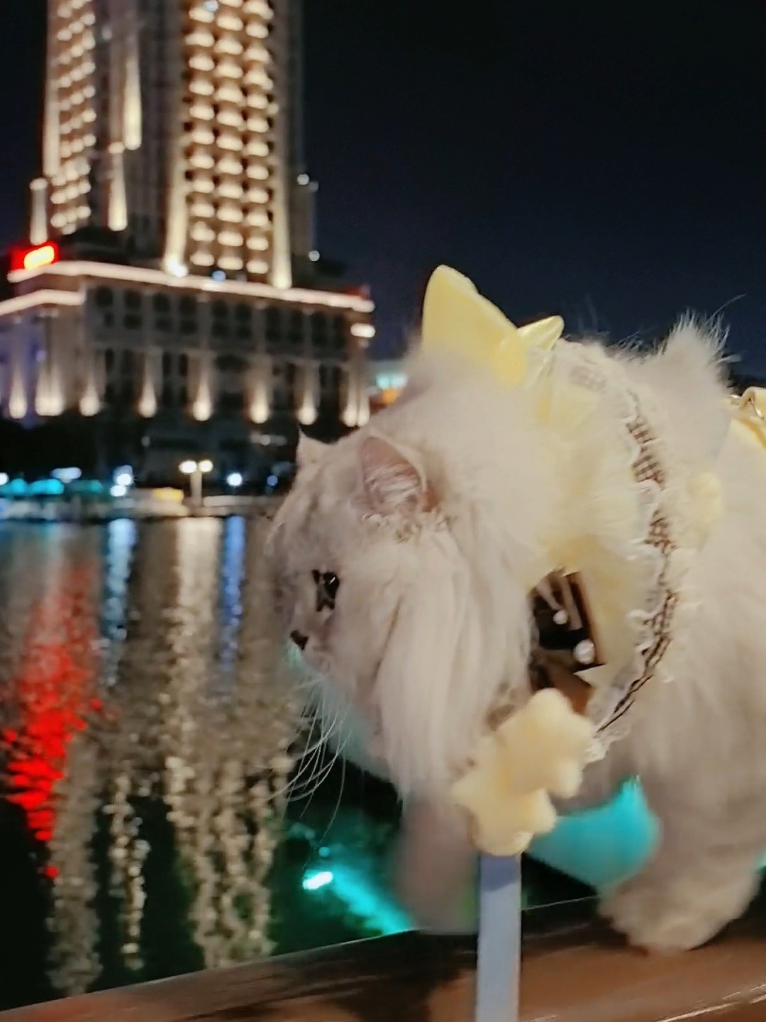 今晚走了1000米猫步～你敢信嘛🐮🍺