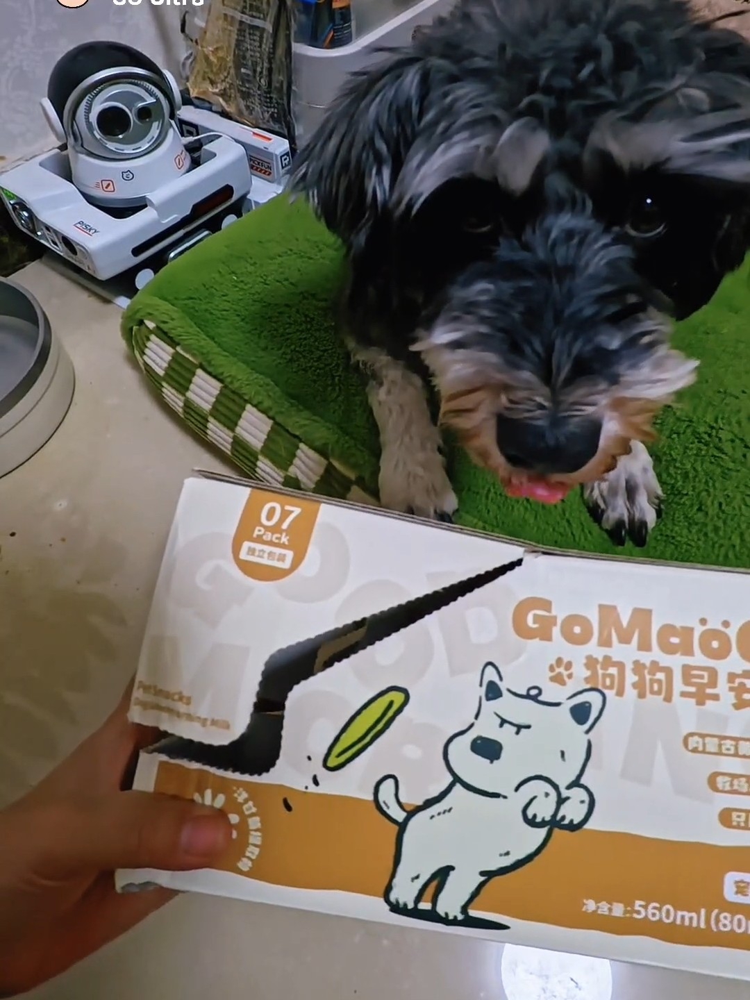 可爱的小狗早安奶