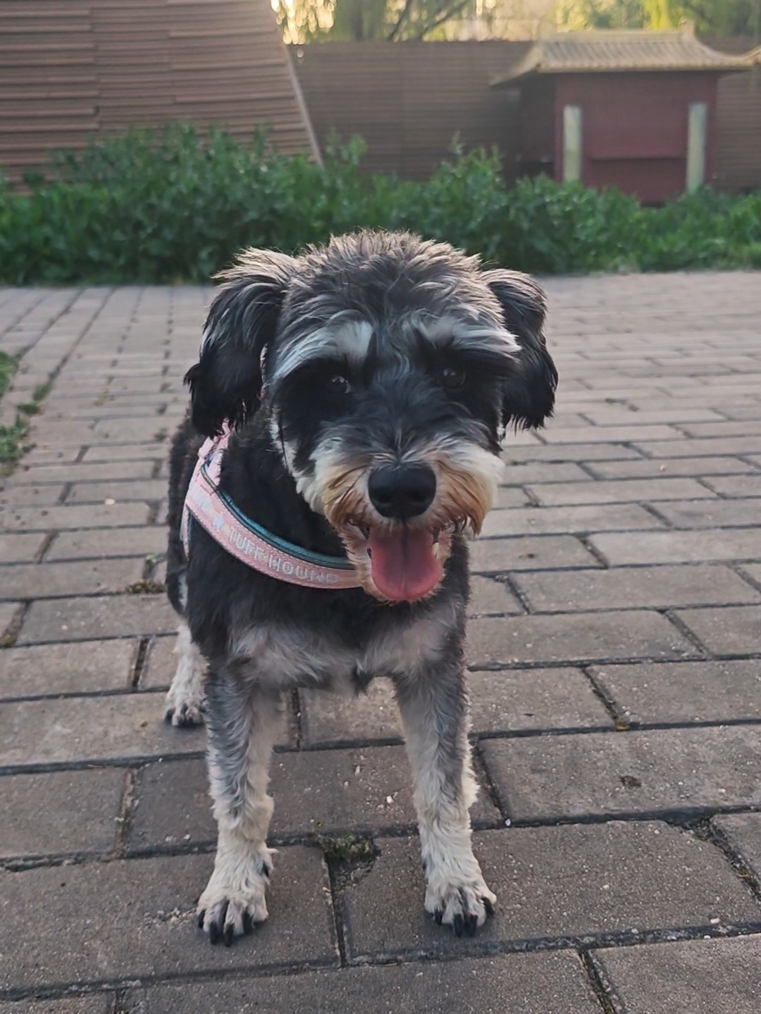 下班遛狗的日常