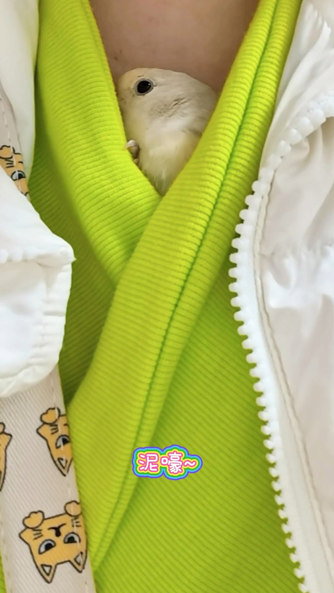 啊啊啊！鸟主子太粘人了怎么办～