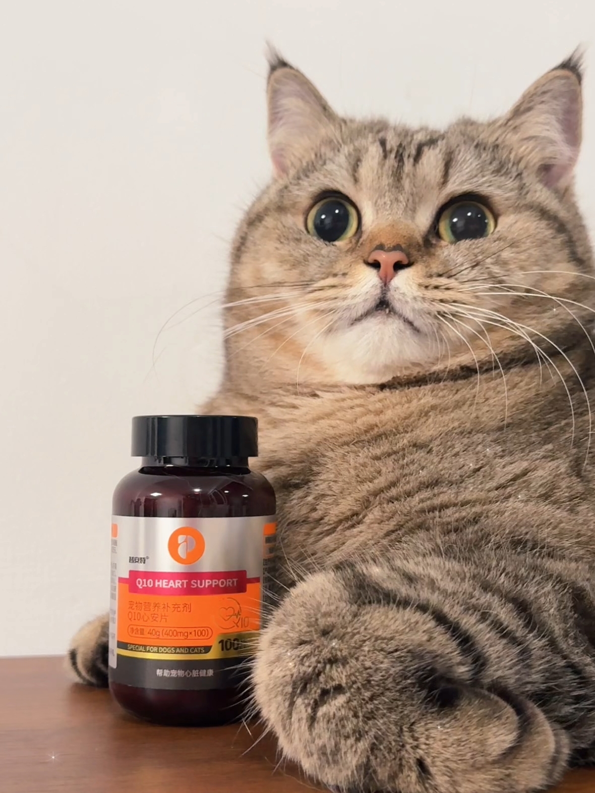 和你们没小猫的人真的说不清，太可爱啦