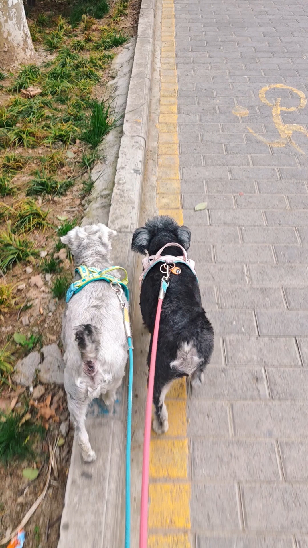 两只小狗一起巴拉巴拉