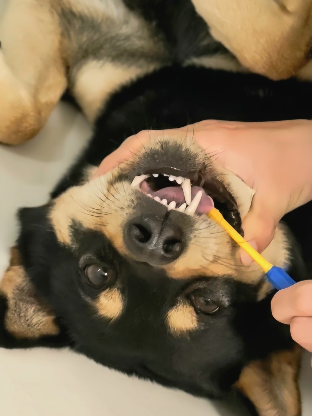 刷刷刷刷呀刷牙牙