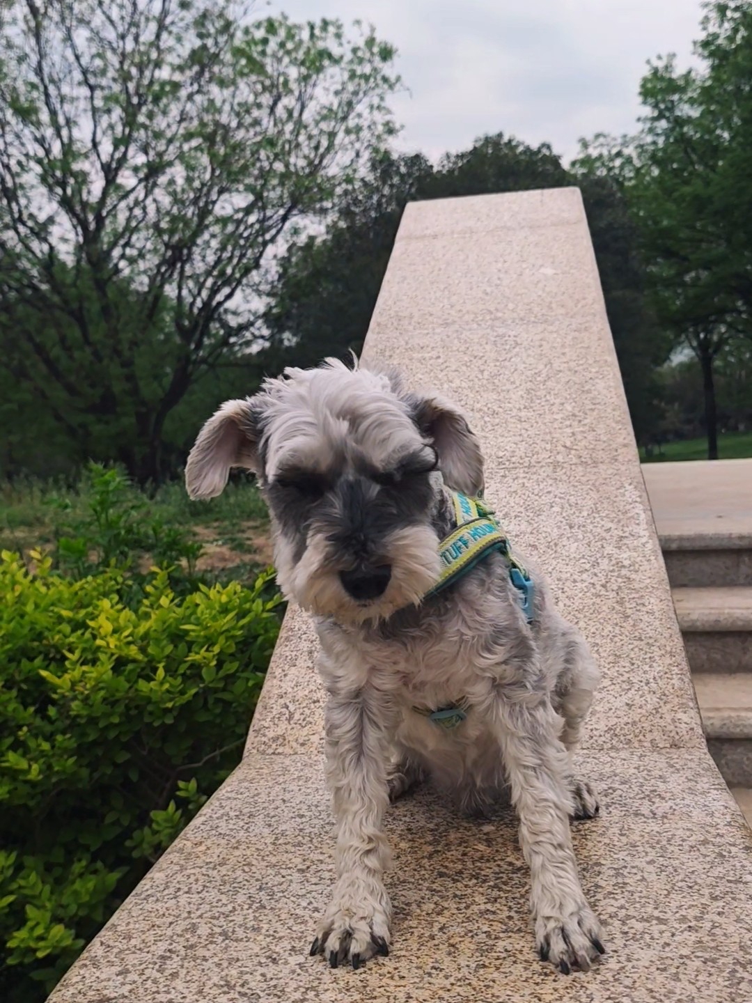 带小狗滑个滑梯呢