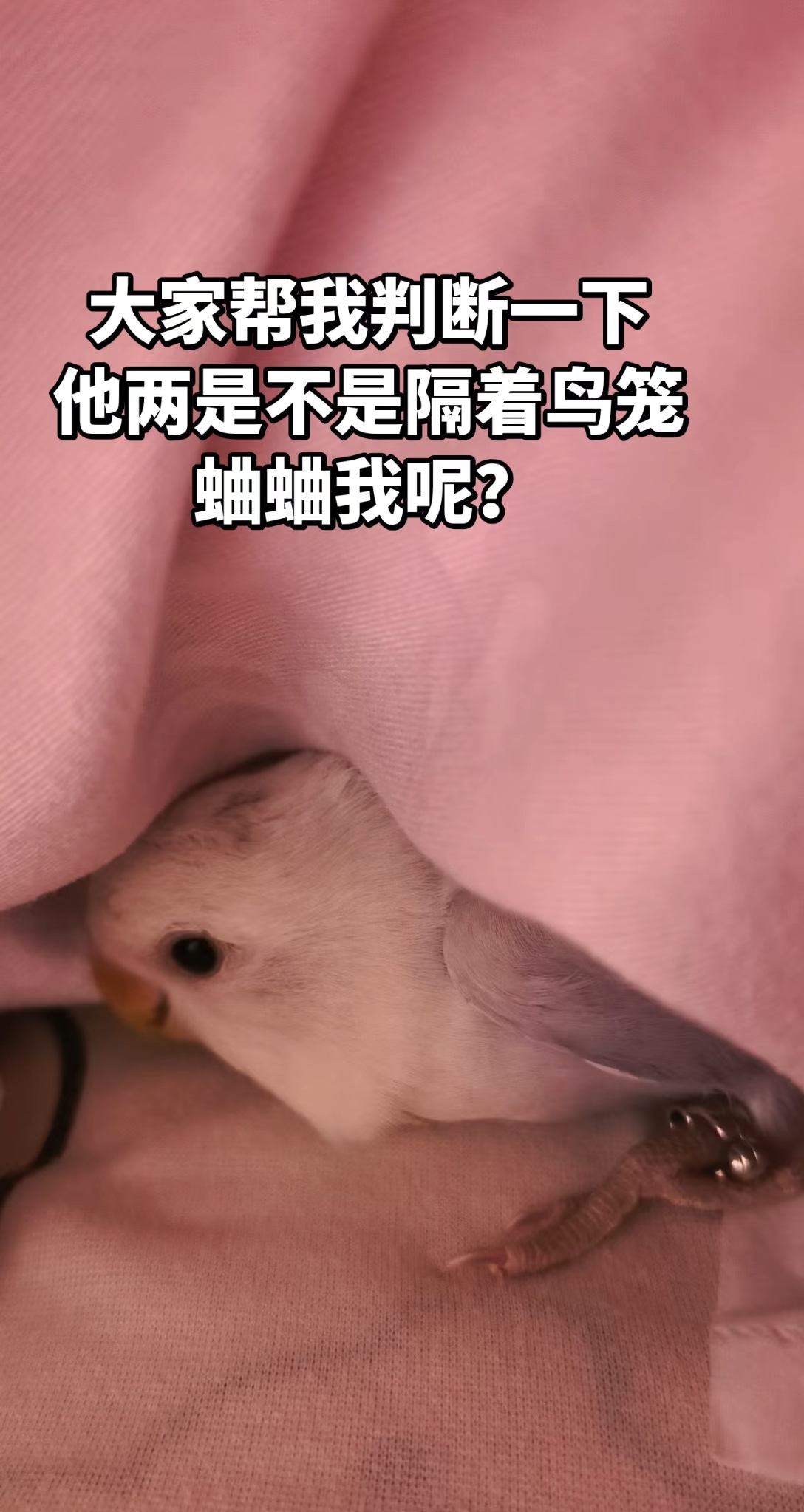 总感觉老二骂的很脏……