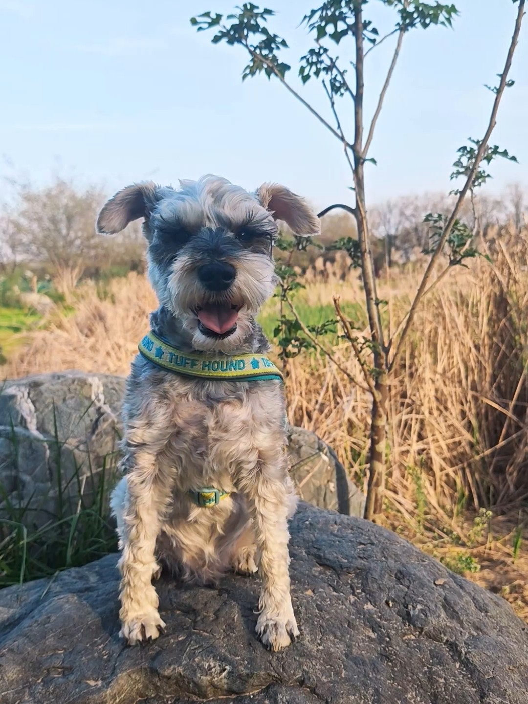 窗外好天气，小狗乐呵呵