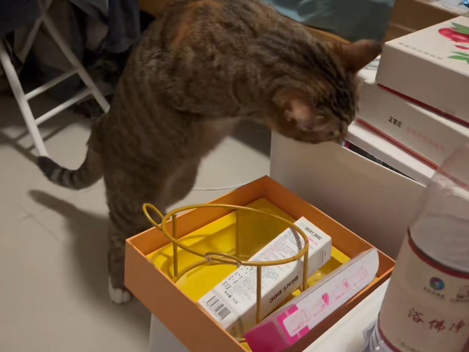 试图拆家的小猫咪13