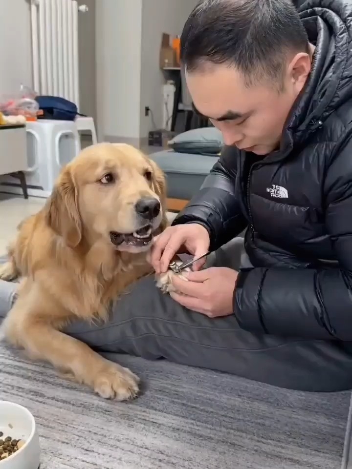 狗已掌握和人类相处的技巧