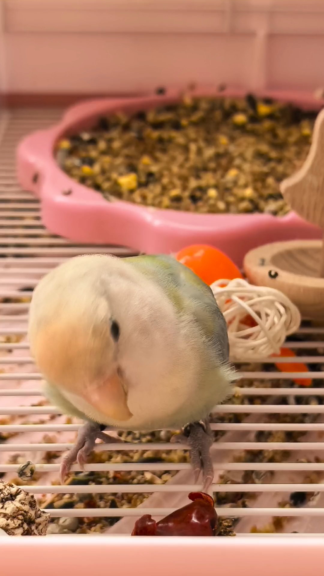 怎么会有这么好rua的小鸡宝宝