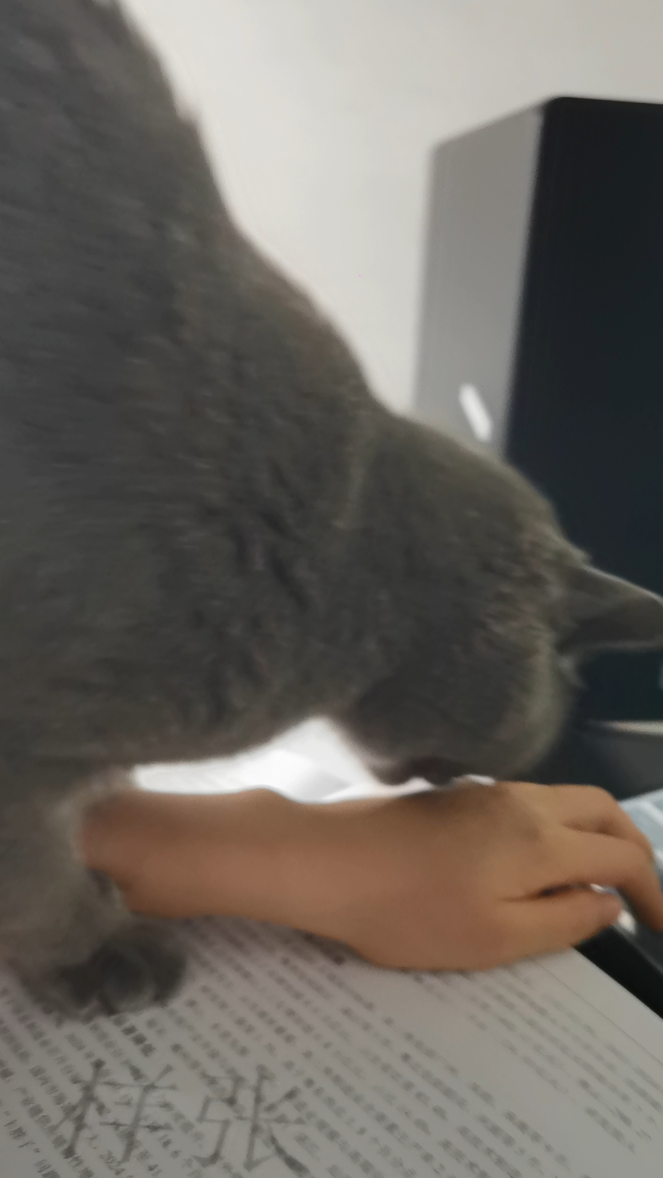 每天晚上准时上演的固定节目：我刚躺下，我家猫就冲过来一把抱住我的手腕，后腿开始疯狂蹬踹，嘴巴也不闲着，又啃又咬。疼是真的疼，但我看它那个认真劲儿又舍不得抽手。  一开始我以为它在攻击我，后来查了一下才知道，这叫“猫式搏击训练”——其实是模拟捕猎动作。前爪抱住是固定猎物，后爪蹬踹是掏肚子，咬是锁喉。合着我的手在它眼里就是一只倒霉的兔子🙃  但奇怪的是，它从来不咬破皮，也不会真的用力踹，就是意思意思。...