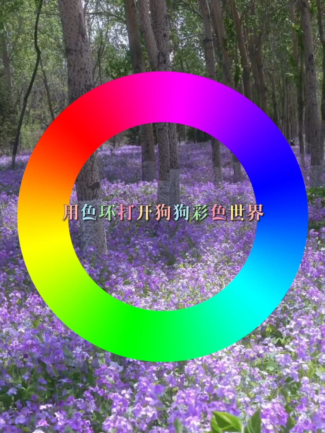 用色环打开狗狗的色彩世界