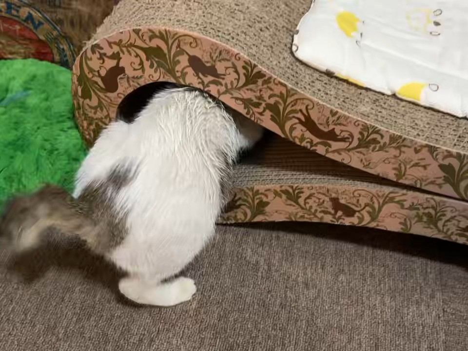 好奇的小鼻嘎16