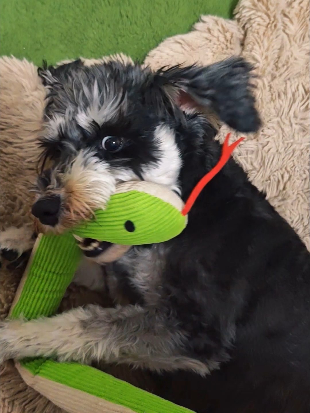 小狗的新玩具体验，非常nice