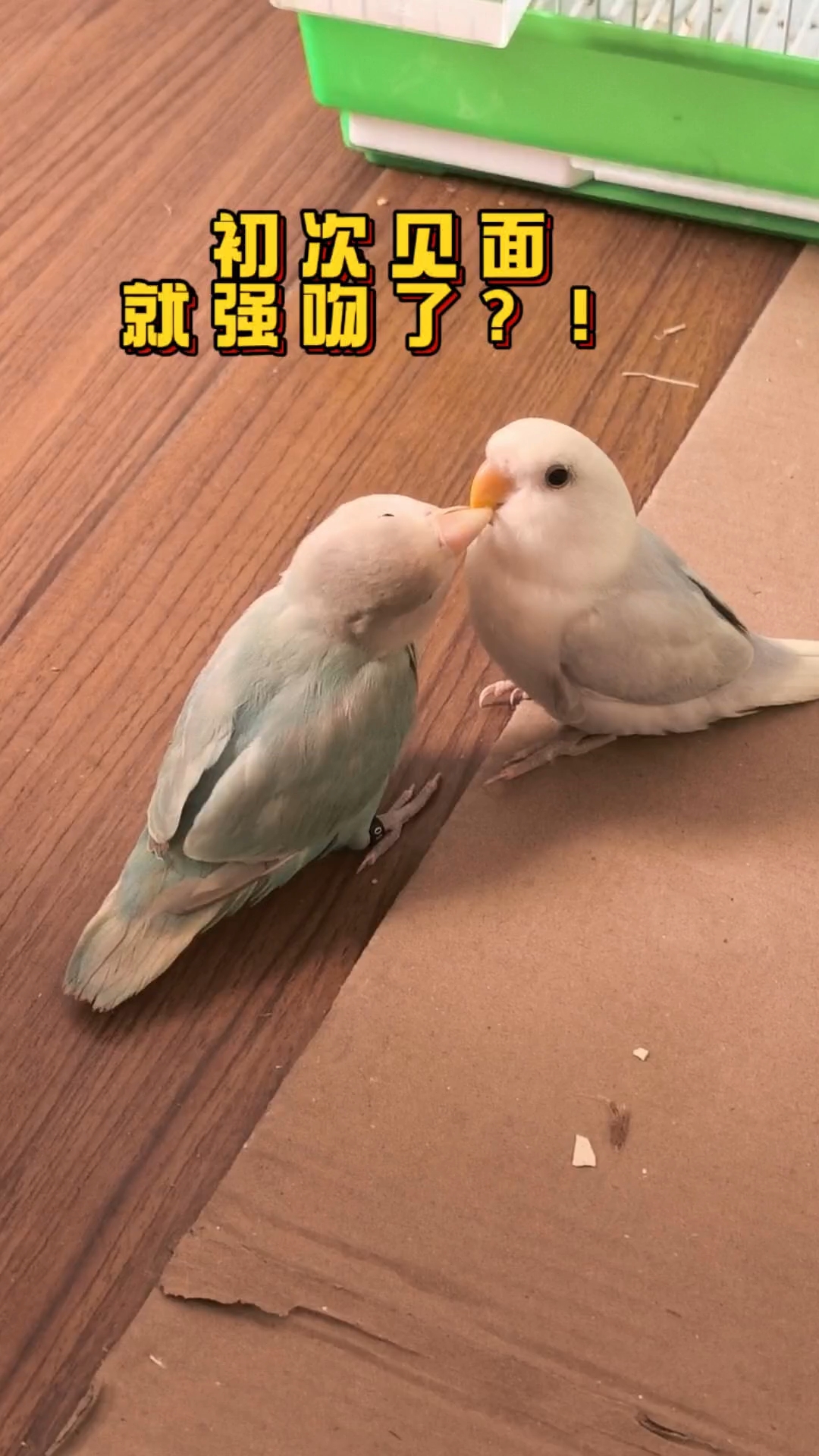 一见钟情鸟～真接鸡vlog来啦～