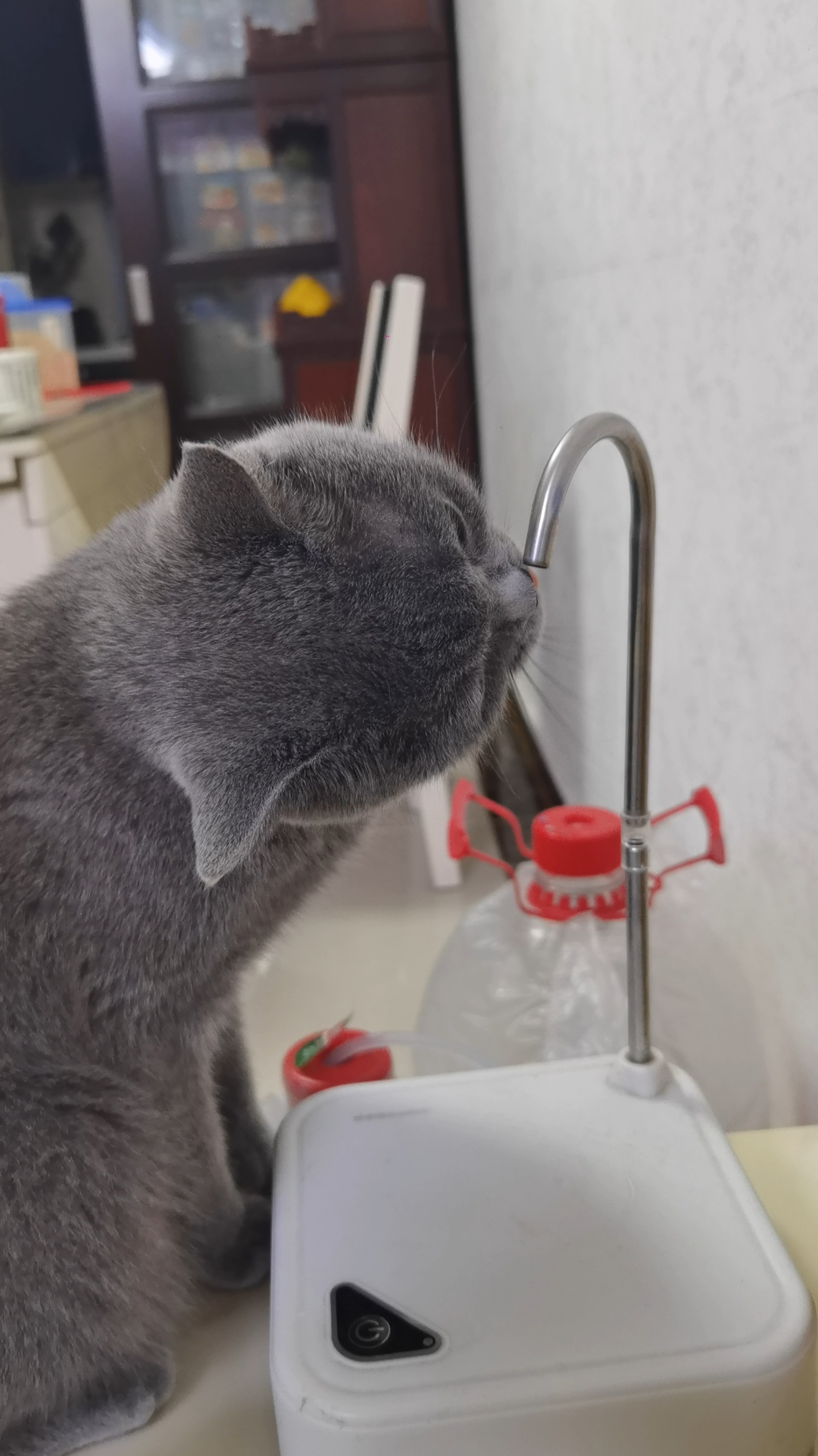 我家猫把饮水机当吸管杯了？？？  我真的会谢。给猫买了个人用的那种大容量水机，想着全家一起喝水方便。结果呢？人一口没喝上，全让猫霍霍了。  我家那小子不知道跟谁学的，从来不乖乖低头喝托盘里的水，非得把嘴怼到那个出水管上，抱着管子一顿猛嘬。那姿势，跟嘬奶瓶似的，还时不时拿小牙啃两口，好像在检查这根管子是不是真骨头。  每天下班回家，第一件事不是换鞋，是擦管子上的口水印子。最绝的是有一次我亲眼看见它嘬...