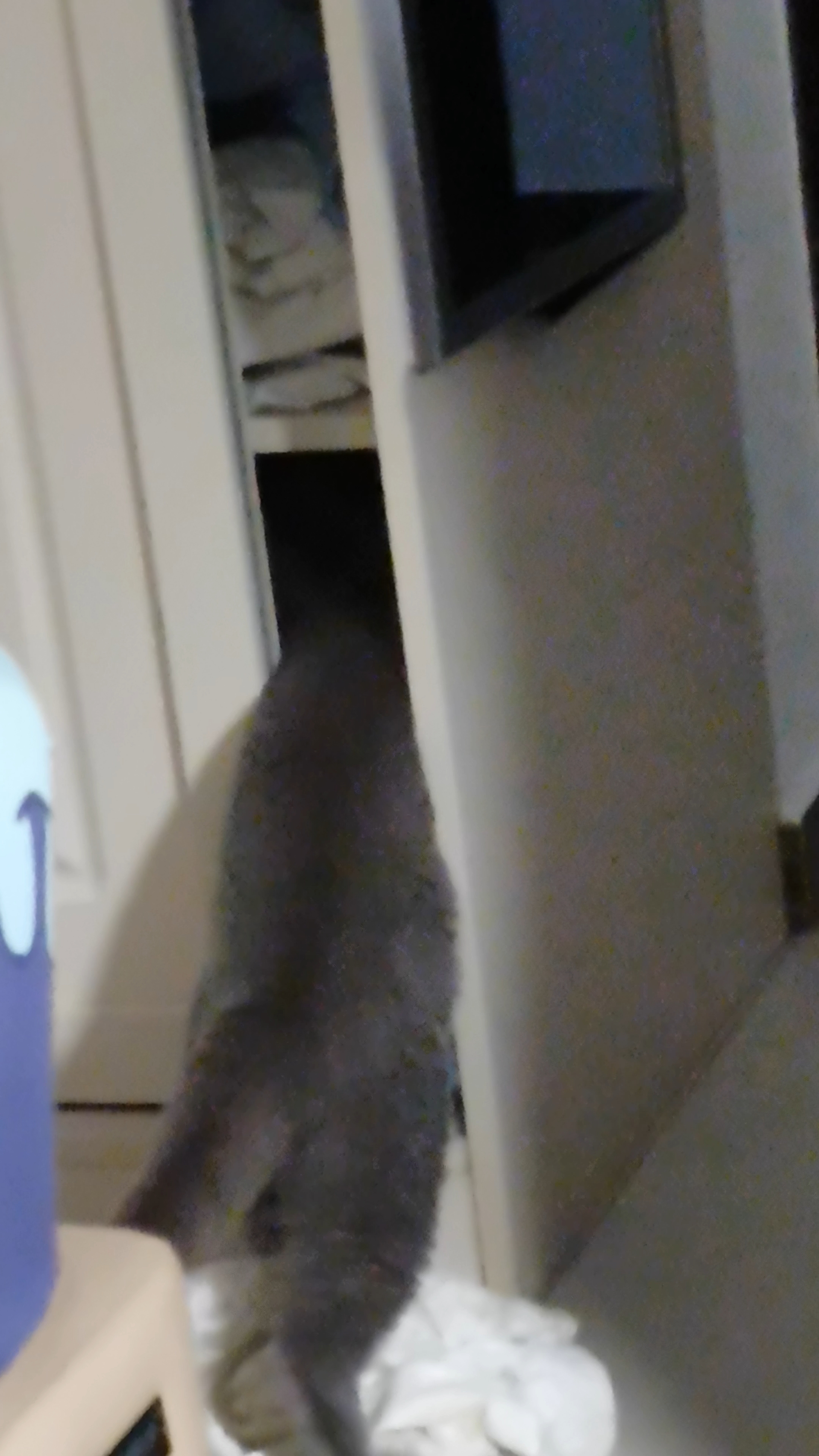 我家猫学会开衣柜门了，现在里面全是它的毛  事情是这样的。上周我下班回家，发现衣柜门开着，衣服散了一地，猫躺在里面睡得四仰八叉。我以为是自己没关好，没多想。  真相大白的我整个人都傻了。我家那小子先是用爪子扒拉门缝，扒开一条缝之后，整只猫挂上去，后腿蹬着柜门借力，硬生生把自己荡进去了。那个熟练程度，感觉已经练了八百遍。  现在我的衣柜已经不是我的衣柜了。它成了猫窝、猫爬架、猫抓板三位一体的豪华套房...