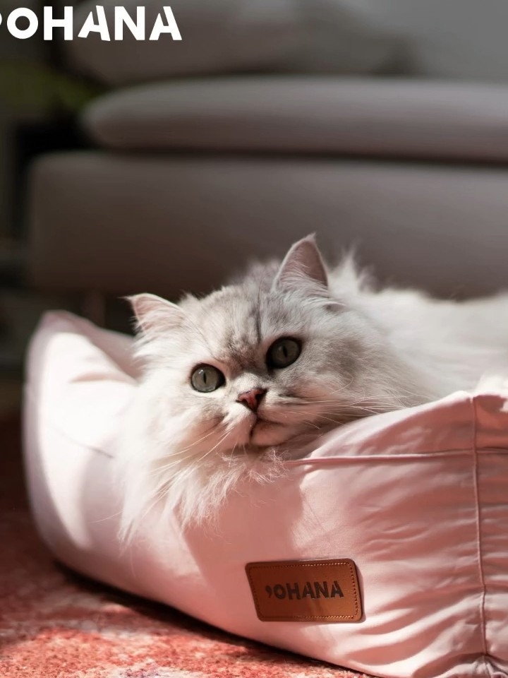 ido：谁家小猫拍广告时睡成这样😂