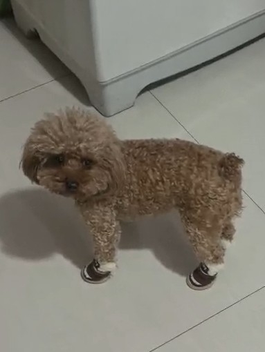 穿上鞋子的丢丢