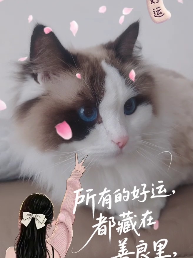 可爱的胖胖