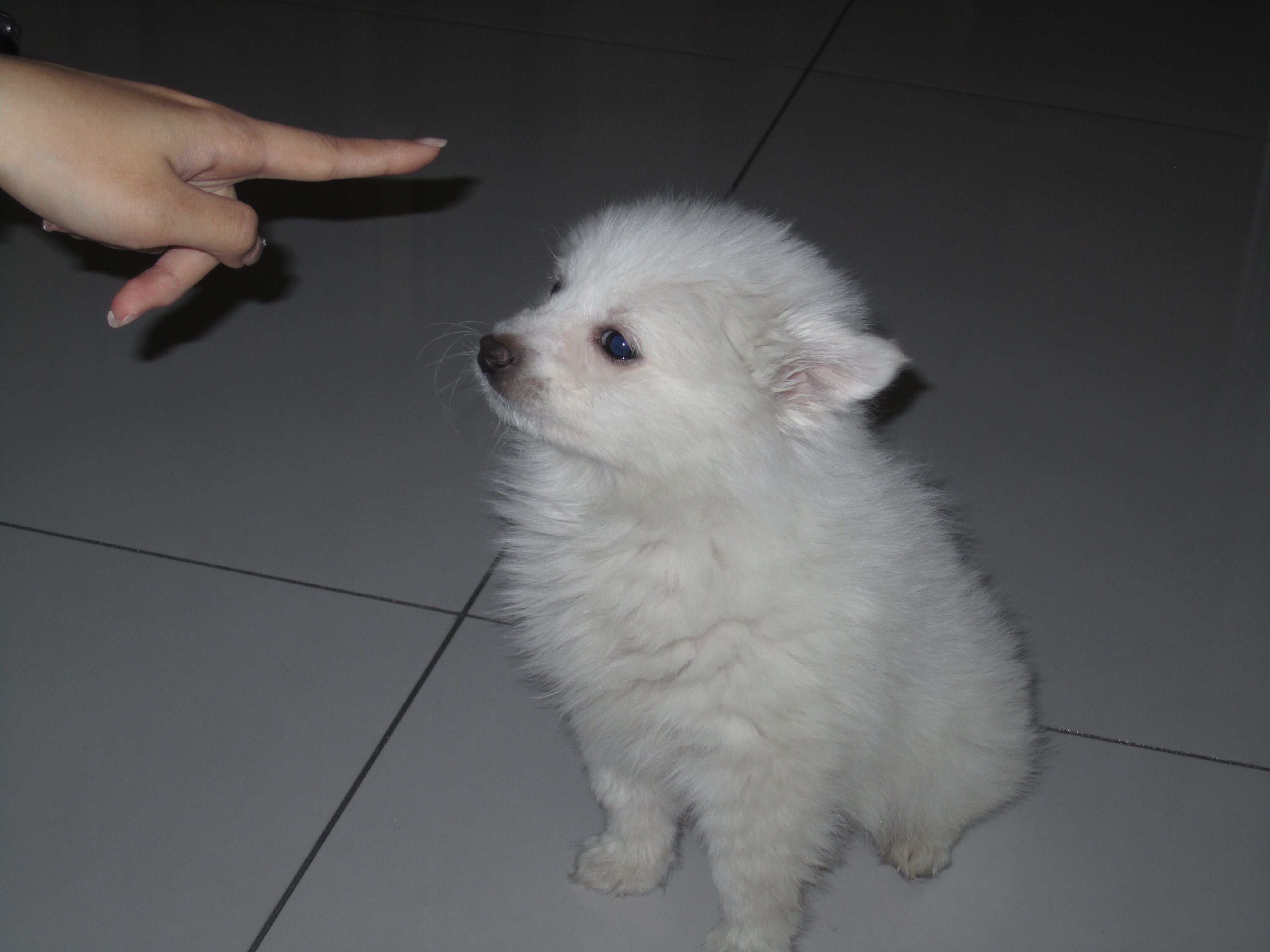 萌之!和拖鞋差不多大的小斗在玩拖鞋