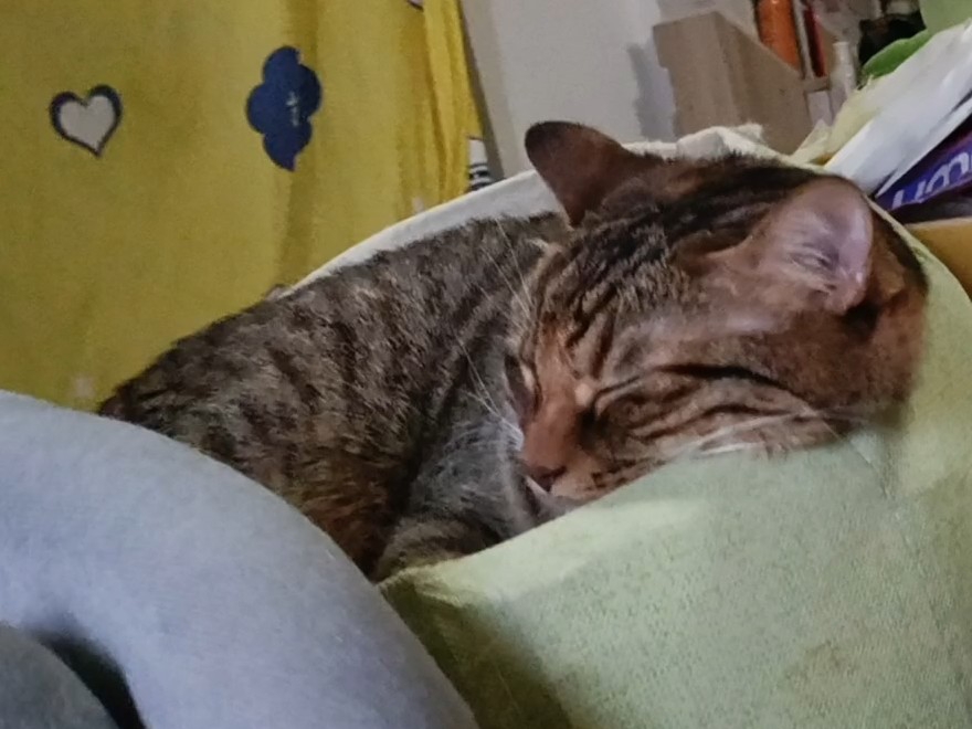 睡得香香的可爱呢20-2