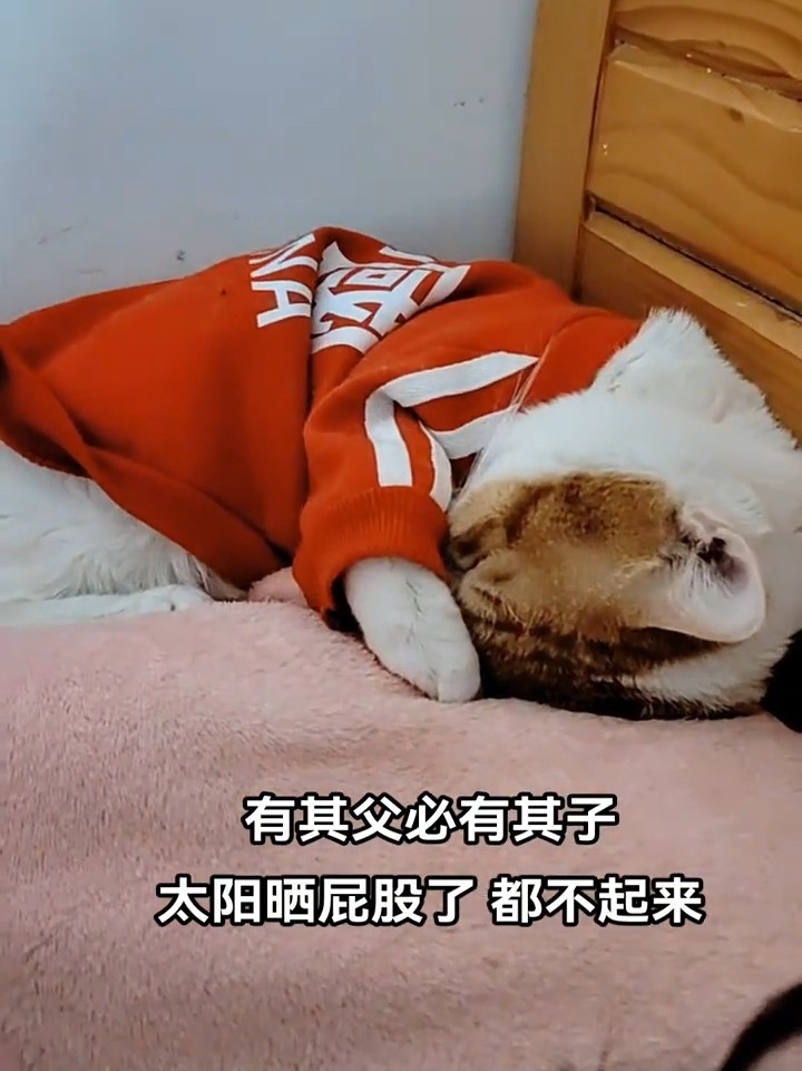 真是谁养的猫随谁