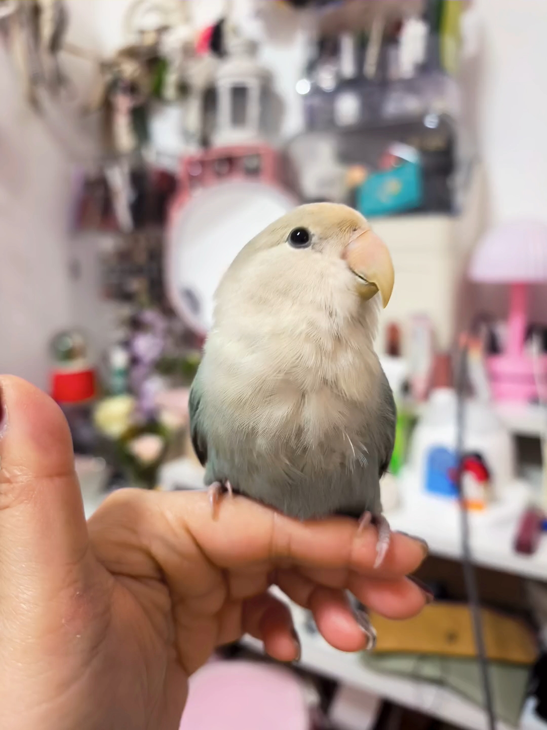 是只健身鸡没错了……