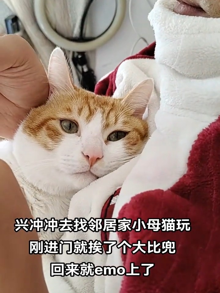 小猫委屈巴巴