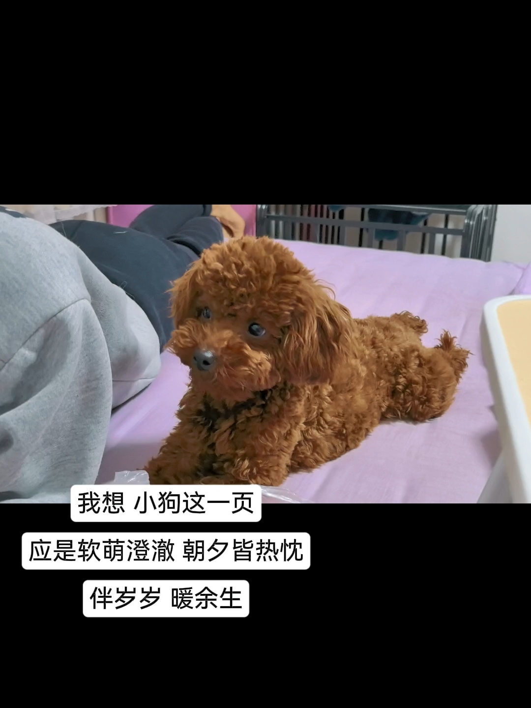 我的小狗