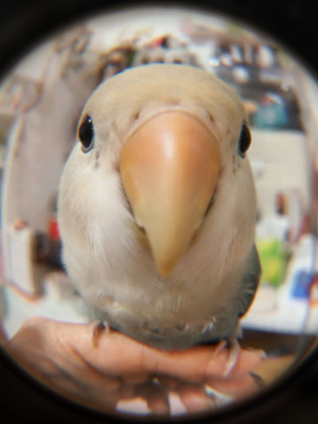 啊啊啊可爱爆了！