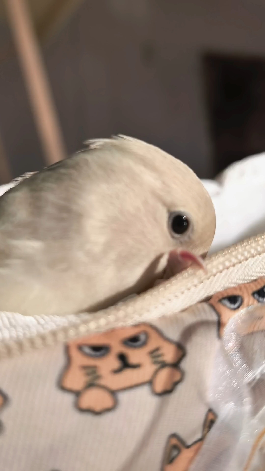 姨姨们～小鸡爱你们～