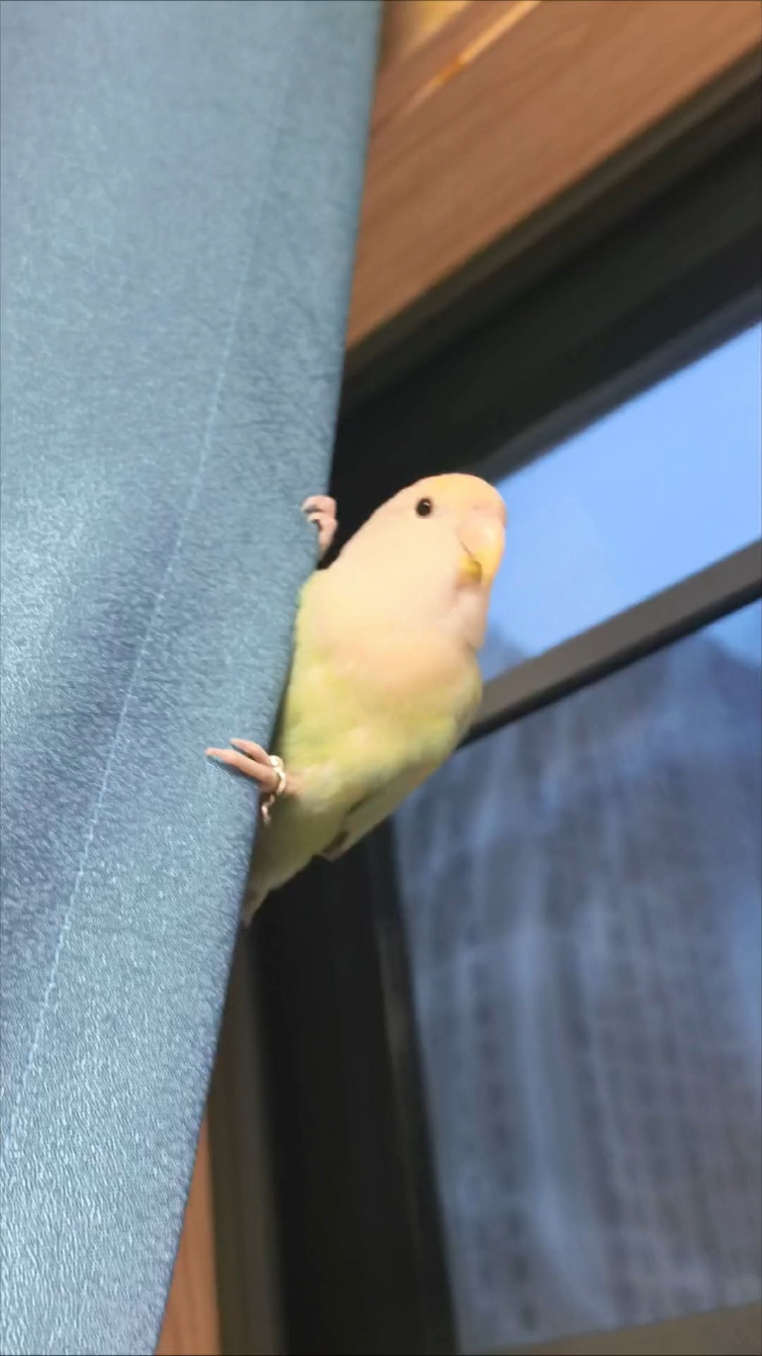 说真的！小鸡的肺腑之言～